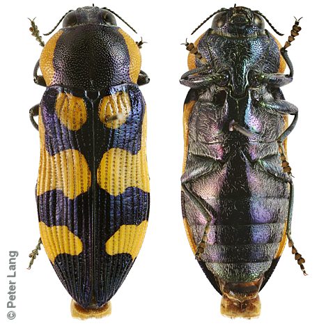 Castiarina eyrensis, PL2568, female, from Acacia papyrocarpa, EP, 14.6 × 5.4 mm